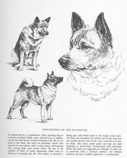 Norwegian Elkhound Sketch - CUSTOM MATTED - 1963 Vintage Dog Art Print 