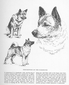 Norwegian Elkhound Sketch - CUSTOM MATTED - 1963 Vintage Dog Art Print 