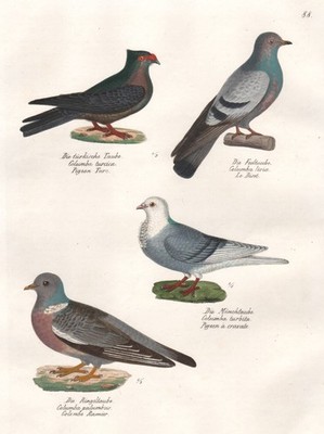 Taube Columbidae dove pigeon Vogel Vögel birds Lithographie Brodtmann 1830