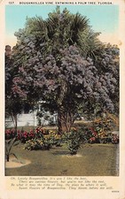 Florida Tropical Fauna Botanical Bougainvillea Purple Flowers Vtg Postcard A42