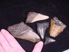 (sp200-u) Shark Fossil Tooth teeth MEGALODON partial fragments sharks shards