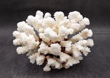 Brownstem White Cauliflower Coral Cluster 1 coral approx. 6.5Lx 4Hx 5.5D inches