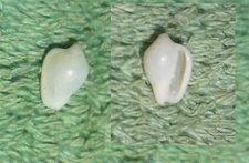 Special Collection Sale BL RFM 80534 Marginella vailei Powell 1872 7-8mm F beach