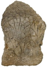 Perm  Stromatolithen - Kolonie  Stromatolith  Meisenheim  Rotliegendes  120-4