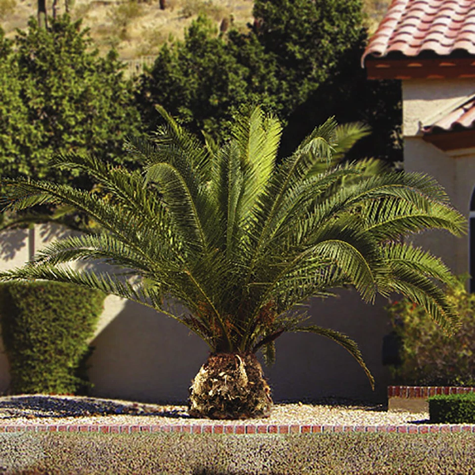 Palm Tree, Phoenix Canariensis, Canary Island, Evergreen, 55-75cm, 14cm Pot - Image 3 of 4