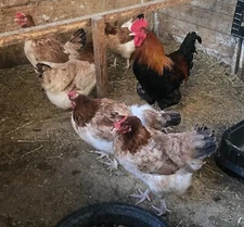 10++ French Standard Wheaten Marans Chicken Hatching Eggs