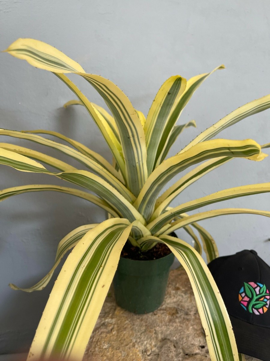 ブロメリア・エアープランツ Aechmea Blanchesteana Lemon Albo