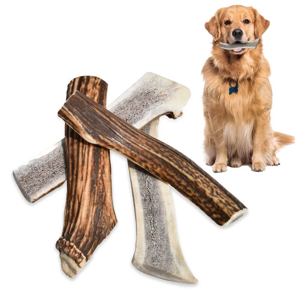 9" Elk Antler Dog Chew – C Grade XL Natural Dog Treat or Craft Supply – 2 Pieces - Image 4 of 4