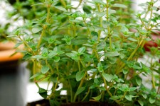 320 SEEDS - thyme GERMAN common winter PERENNIAL GroCo USA - BUY 15-SHIPS FREE