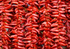 50 graines de piment d'Espelette de mon jardin potager 100% bio Sarthois