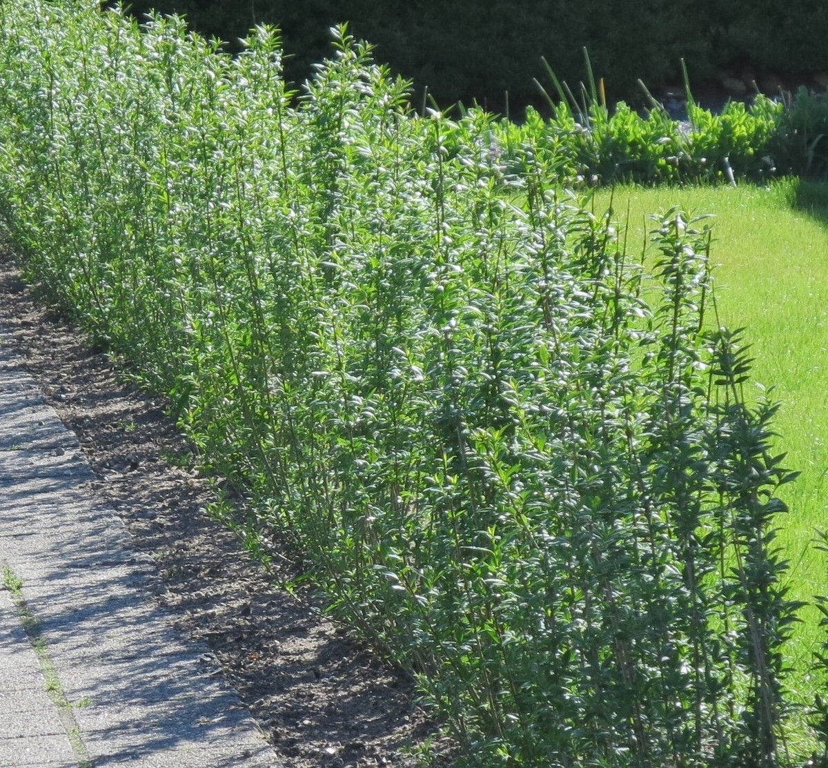Er Planter Billigere I Tyskland