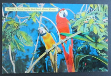 Colorful Macaws Parrot Jungle Red Road Miami FL Unposted Chrome Postcard 2