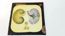 Glass Magic Lantern Slide DTB HUMAN PHYSIOLOGY INTERNAL ORGANS