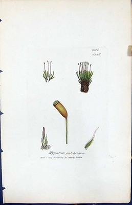 Antiker alter Druck Hypnum Pulchellum britische Pflanzen Botanik 1847 Sowerby Smith