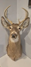 Whitetail Deer Head Shoulder Mount Taxidermy Antler Hunt 6 Point Rack