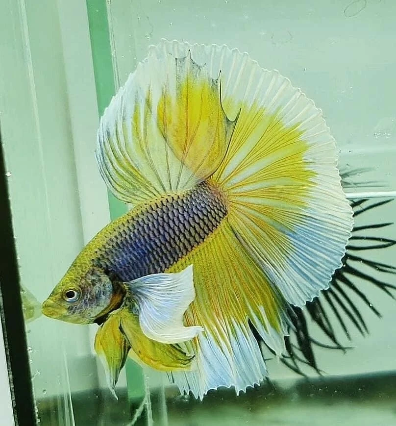 Live Betta Fish High Quality Halfmoon HM Male Yellow Pineapple Dumbo Big Ears - Image 2 of 4