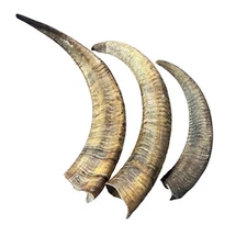 Barbary Sheep Horn- Natural Audad Horn, 1 Natural Audad Horn