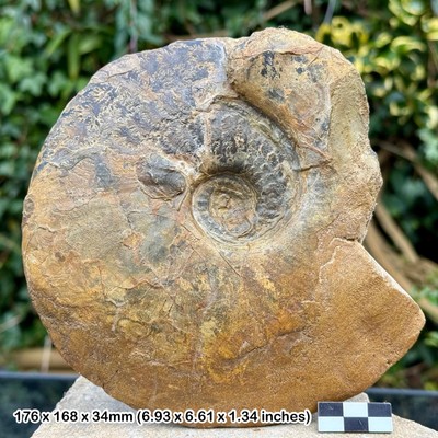Seltener 7'' Triozites Seminudatus Fossil Ammonit, Ampthill Ton, Kimmeridgian,