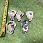 Lot of  55 Atlantic Oyster Shells 3 To 4.5 Inches Long Craft Art — photo 8