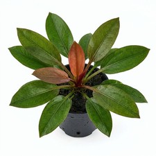 Amazon Sword Echinodorus Red Pearl