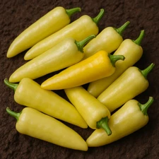 Hungarian Sweet Wax Pepper Seeds, Mild Flavor, Heirloom, Non-GMO, Free Shipping