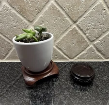 2 Wooden Pedestal Display Stands: For Paperweights, Figurines & Collectible