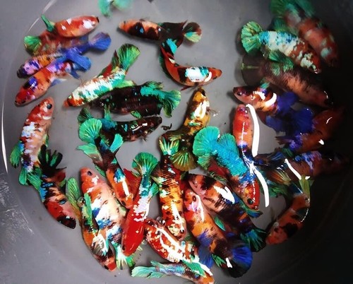 Live Betta Fish Breeding Pair - HMPK Koi Galaxy Male & Female, USA Seller