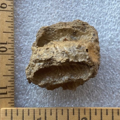 Real Mud Wasp Nest - Natural Art Nature Classroom Cool Decor Teacher Gift Creepy