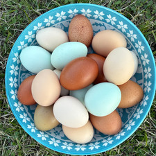 12 Fertilized Colorful Chicken Eggs  Hatching Barnyard Mix  Rainbow Colors