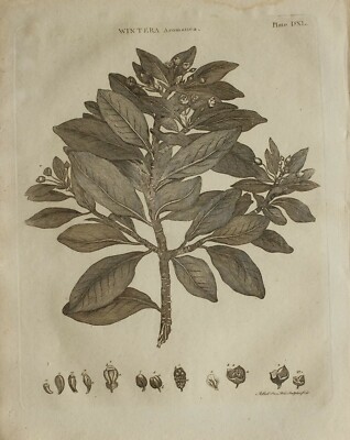 1797 ORIGINALDRUCK WINTERA BOTANIK AROMATIK