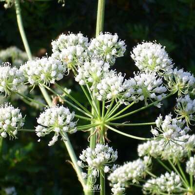 Conium Maculatum L. 50+ STCK. frische Samen, Hemlock Bio Samen, Wild Hemlock