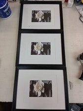 White Rose Floral Wall Art Prints - Set of 3