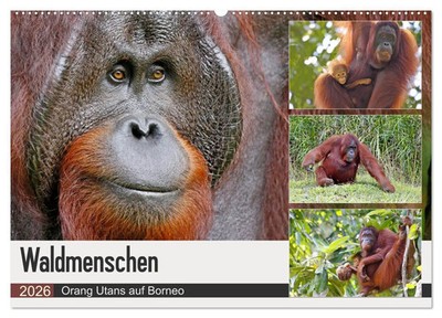 Waldmenschen - Orang Utans auf Borneo (Wandkalender 2026 DIN A2 quer),...