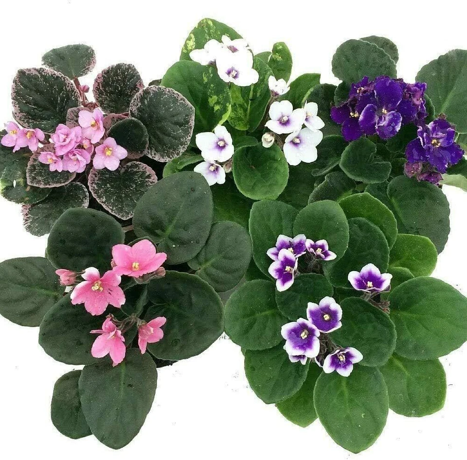 La mejor planta de interior floreciente violetas africanas con maceta de cerámica de 4" Foto 3 de 3