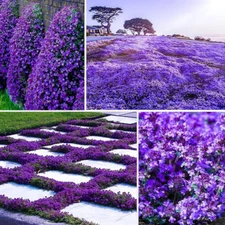21000+ Magic Purple Creeping Thyme Seeds for Planting Ground Cover Brown
