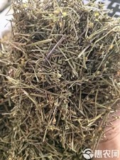 Barbed Skullcap Herb  Bearded Scutellaria Herb , Barbed Skullcap,Scutell     ,     