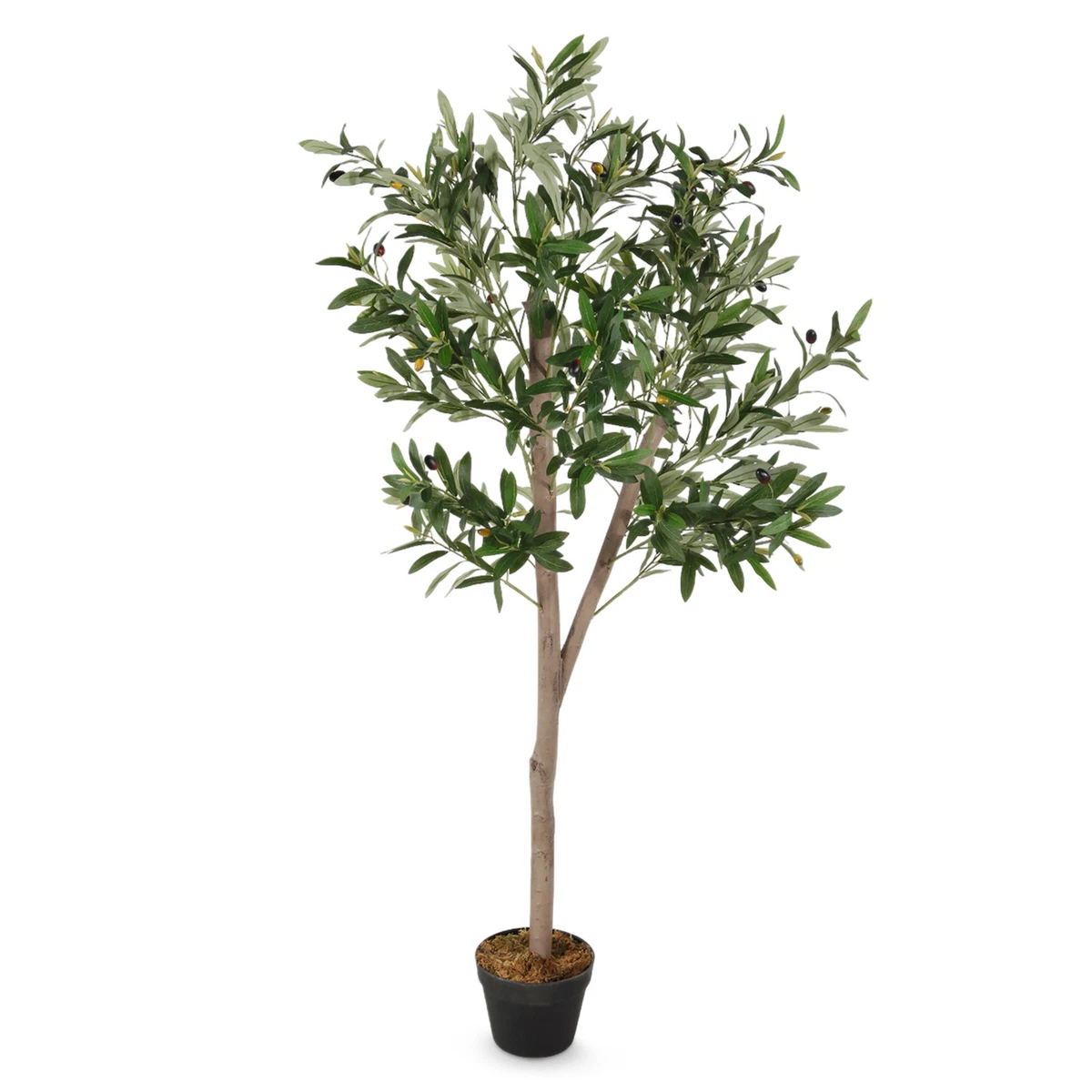thuja 140cm Junior Giant Thuja Arborvitae