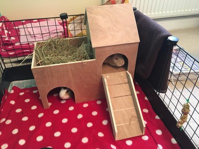 guinea pig hideout
