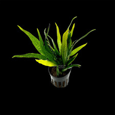 Java Fern Black Forest Aquarium Plants Factory