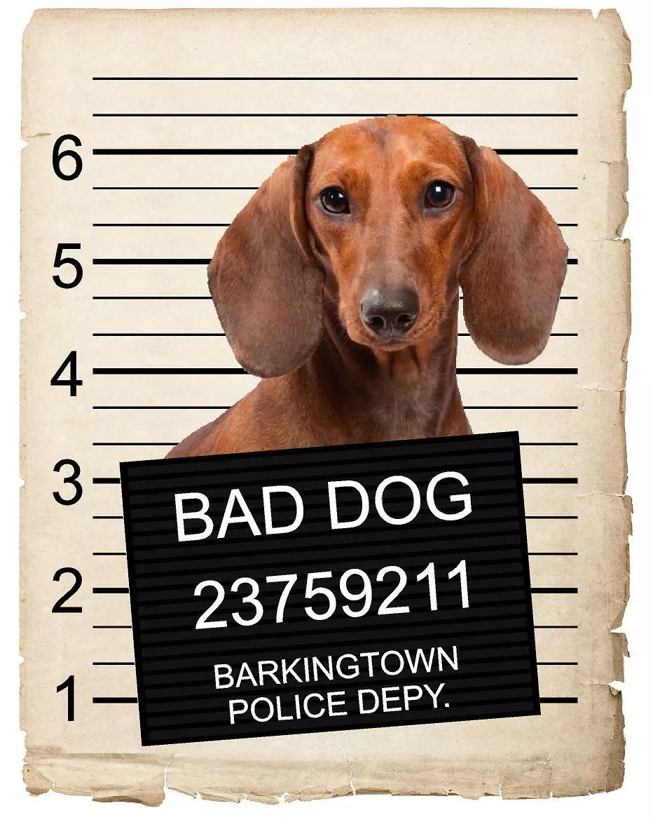 Bad dachshund best sale