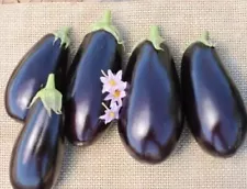 American Hybrid Eggplant Seeds for Planting (20 Seeds) - A1014 Hybrid American E