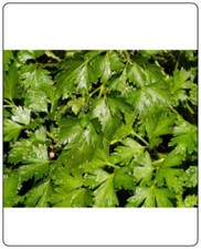 Parsley Italian Dark Green Great Garden Herb By Seed Kingdom 3,000 Seeds