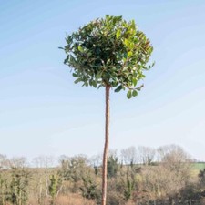 Arbutus unedo (Strawberry Tree) - 3x 9cm Pots - Hardy