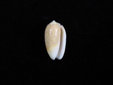 Muschel Oliva Carneola 21,3mm ID#8502