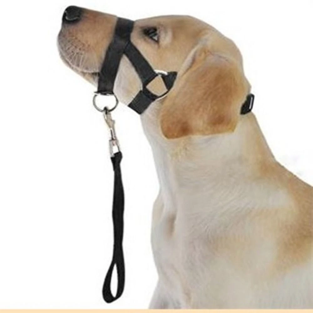 Dog clearance mouth belt