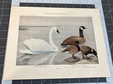1909 Book Plate #22 Birds of New York Swan Goose Brant Louis Agassiz Fuertes