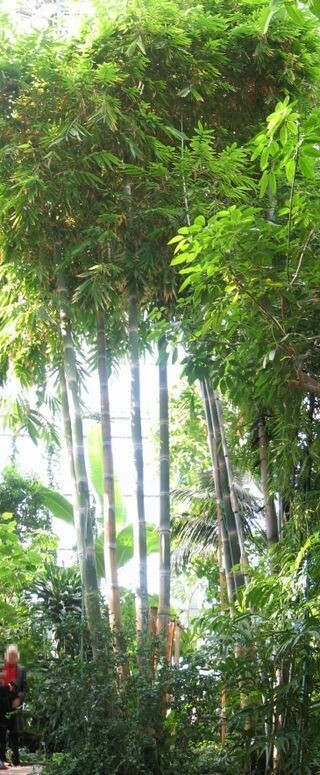 SAMEN RIESENBAMBUS Giganteus Parkanlage Wintergarten Pflanzensamen