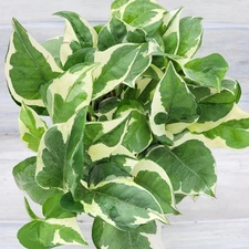 Epipremnum N’Joy – Variegated Pothos | Live Indoor Plant 3” Pot | Easy Care