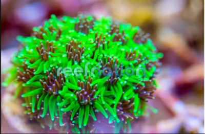 Sonic the Hedge Galaxia ReefNation  Coral Frag SPS Zoa LPS Paly Polyps