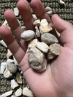 🔥Huge Mixed Fossil Lot Shell Coral Crinoid Pieces Natural Bulk Collection🔥 — photo 4